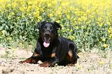 BEAUCERON 946